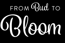 Bud to Bloom